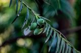 Cephalotaxus harringtonia. Часть ветви с фруктификациями. Грузия, Аджария, Батумский ботанический сад, в культуре. 16.06.2023.