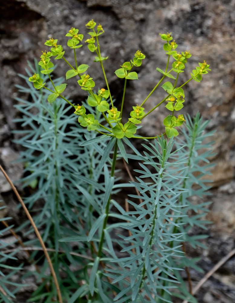 Изображение особи Euphorbia orientalis.