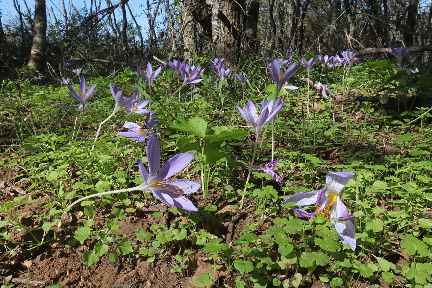 Изображение особи Crocus speciosus.