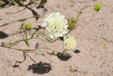 Scabiosa ochroleuca