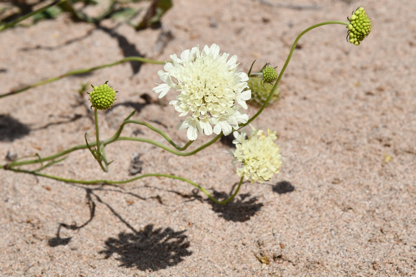 Изображение особи Scabiosa ochroleuca.