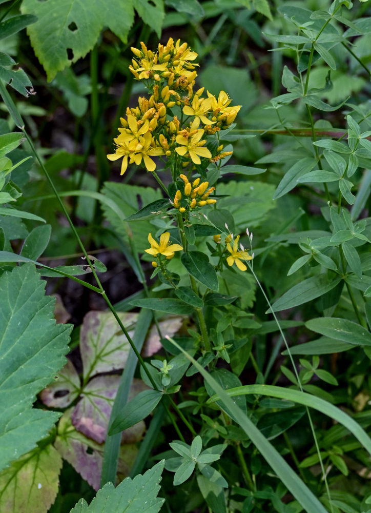 Image of Hypericum hirsutum specimen.