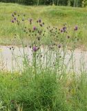 Centaurea scabiosa