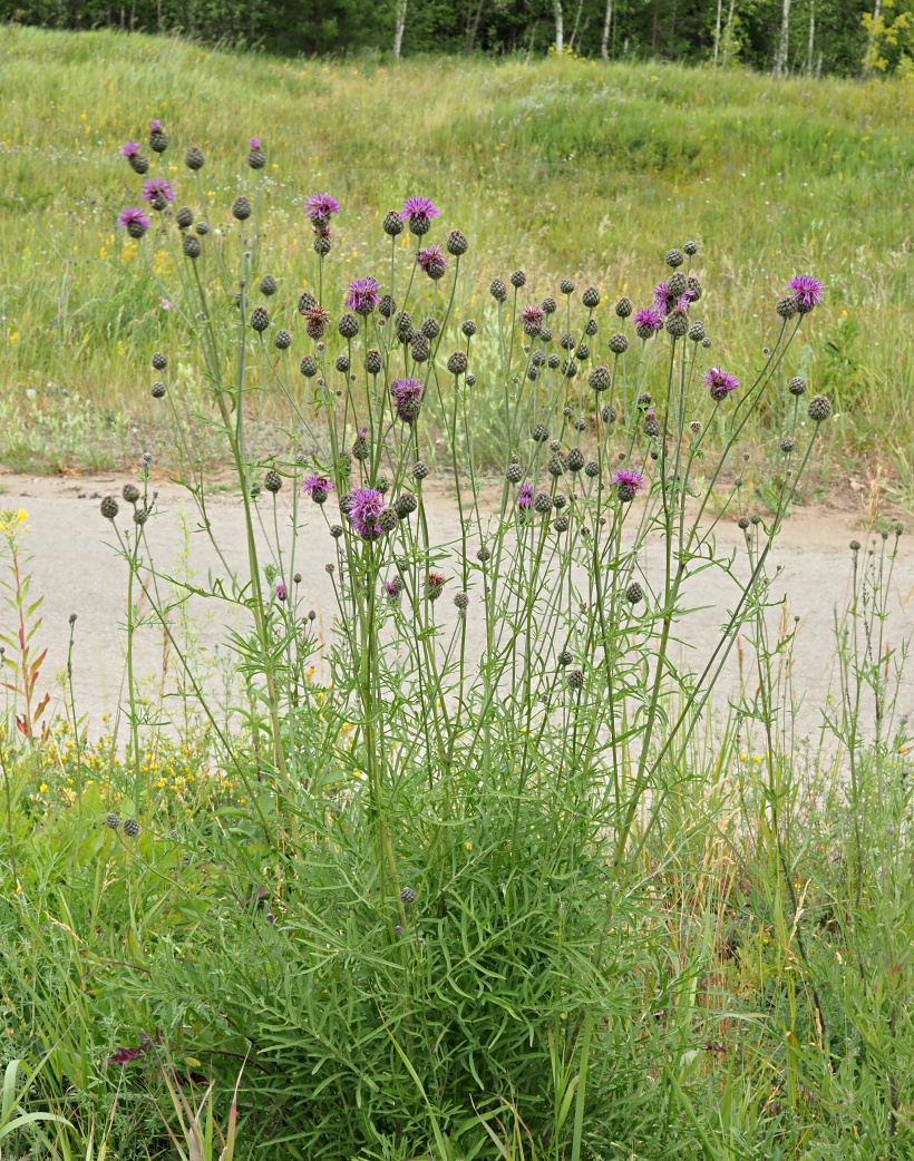 Изображение особи Centaurea scabiosa.