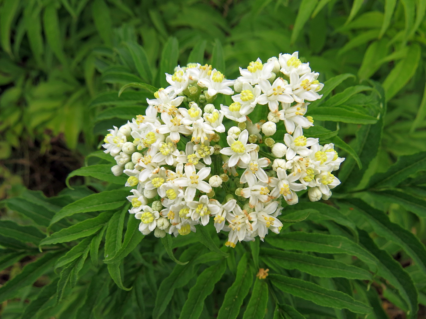 Image of Sambucus ebulus specimen.