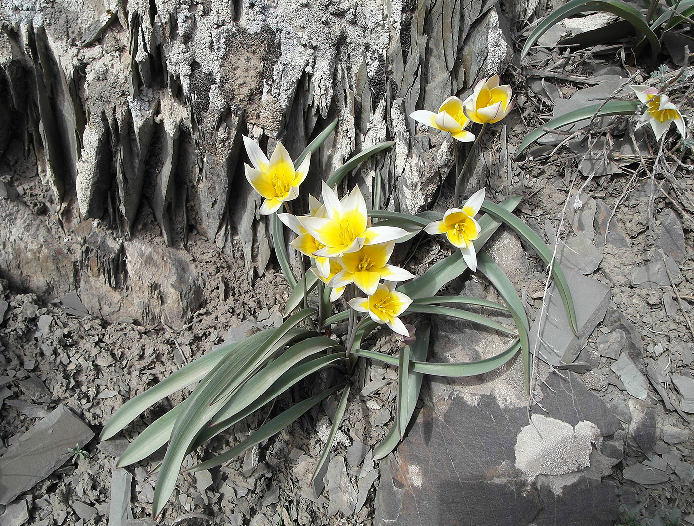 Image of Tulipa orthopoda specimen.