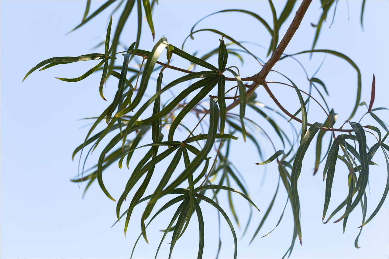 Изображение особи Brachychiton rupestris.