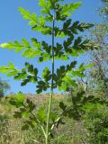 Ferula kirialovii