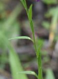 Polygala caucasica