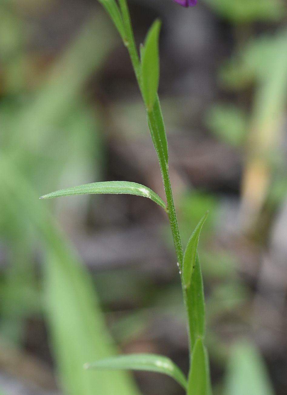 Изображение особи Polygala caucasica.