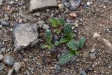 Phlomoides zenaidae