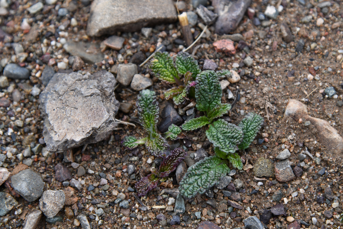 Изображение особи Phlomoides zenaidae.