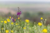 Verbascum phoeniceum