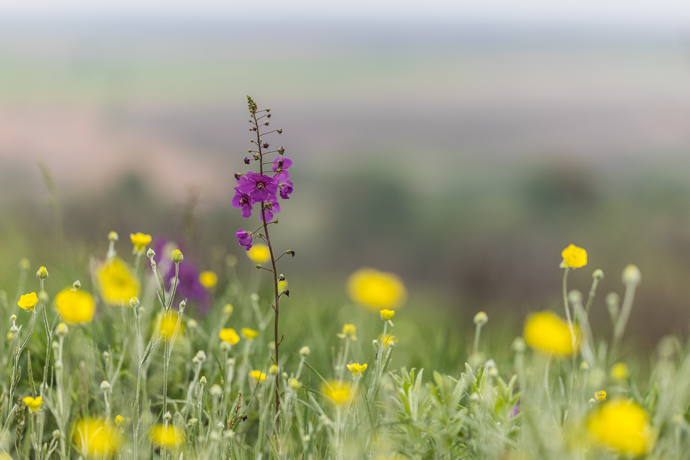 Изображение особи Verbascum phoeniceum.