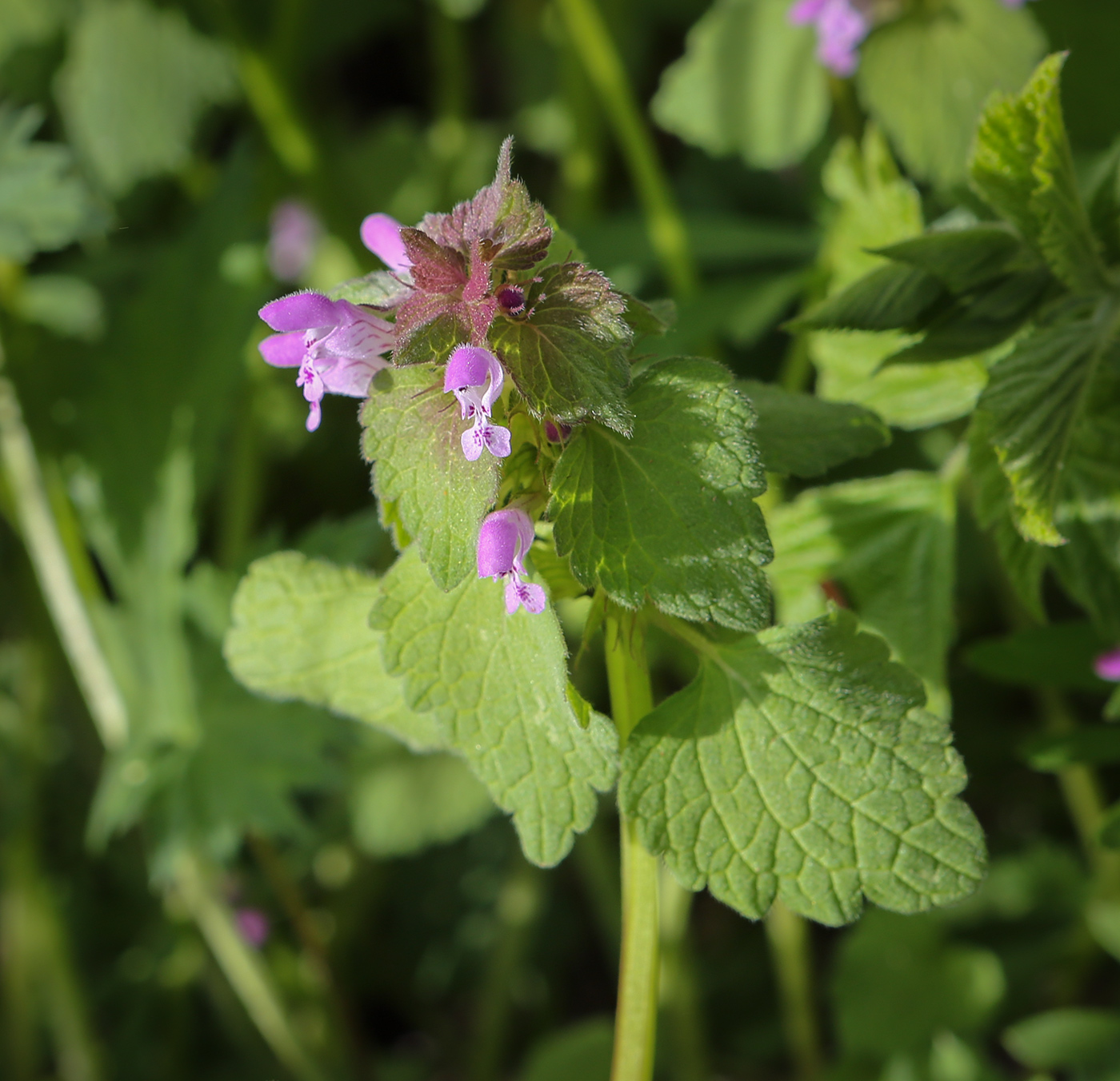 Image of Lamium purpureum specimen.