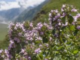 Thymus nummularius