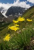 Смотреть изображение Scorzonera radiata