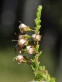 Calluna vulgaris