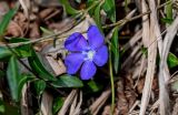 View full-size image Vinca minor