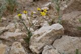 Смотреть изображение Senecio noeanus