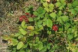 Rubus sanctus. Побеги с созревающими плодами. Республика Абхазия, г. Сухум. 25.08.2009.
