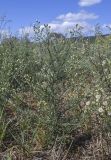 View full-size image Conyza bonariensis