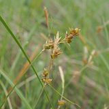 Смотреть изображение Carex supina