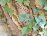 View full-size image Hedera helix