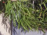 View full-size image Asparagus falcatus