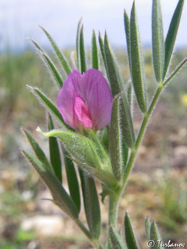 Image of Vicia pilosa specimen.