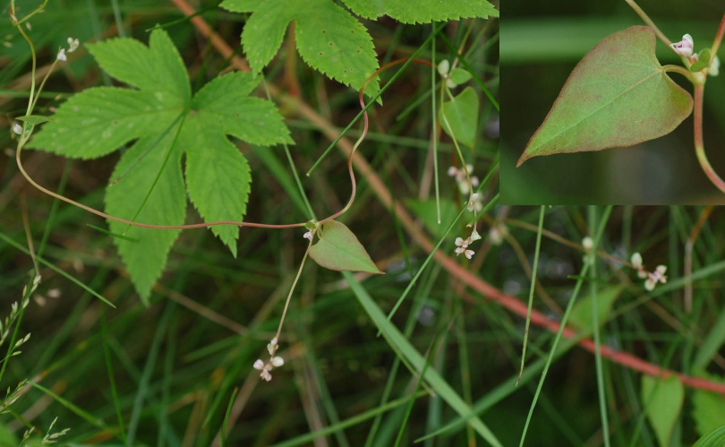 Изображение особи Fallopia convolvulus.