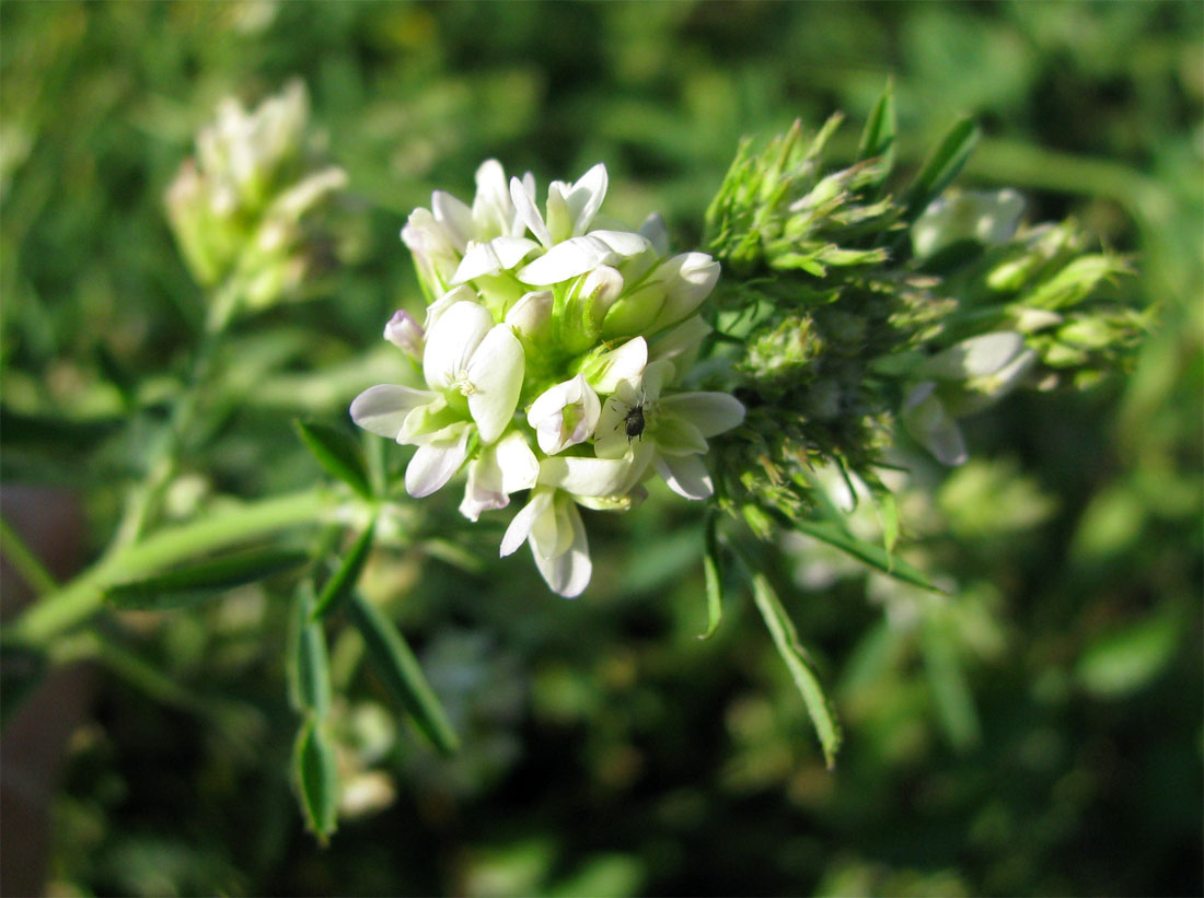 Image of Medicago sativa specimen.