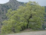 Quercus pubescens. Цветущее дерево. Южный Берег Крыма, Кутлакская бухта. 05.05.2011.