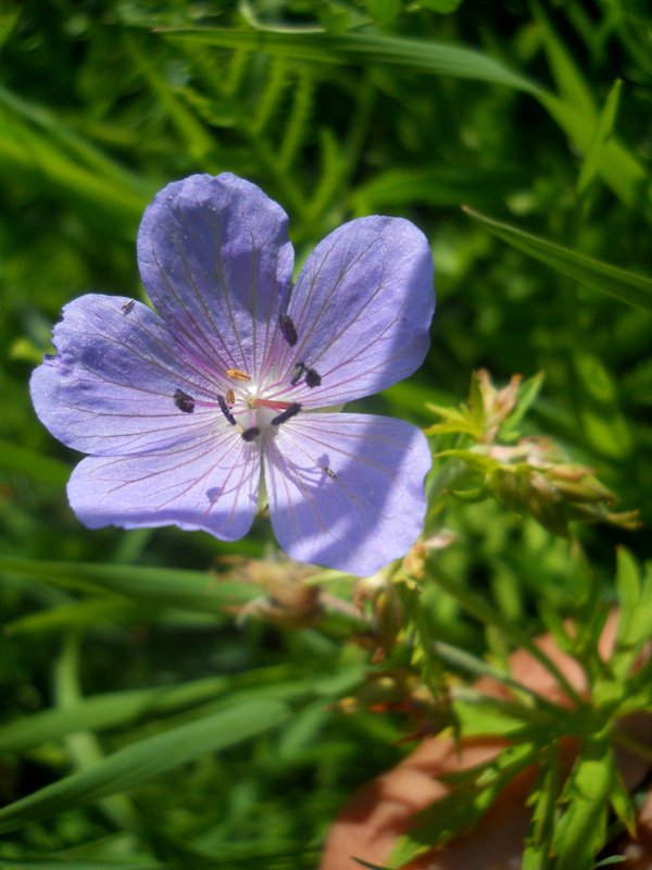 Image of Geranium pratense specimen.