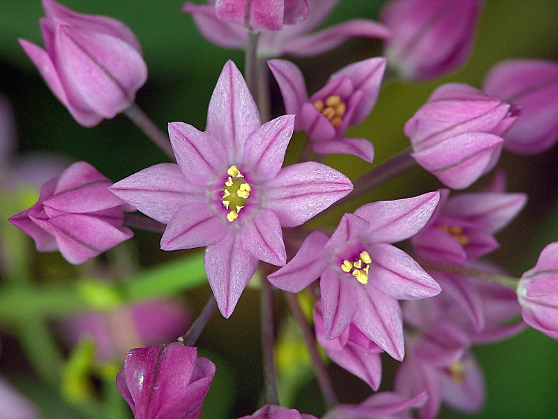 Изображение особи Allium oreophilum.