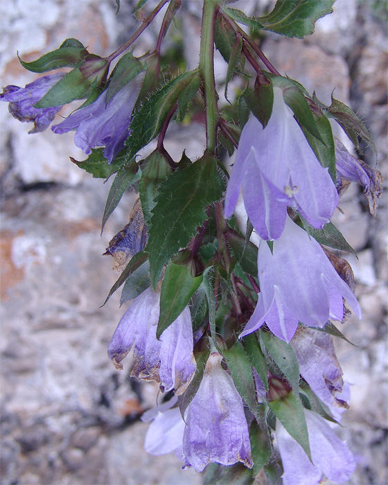 Image of Campanula ossetica specimen.