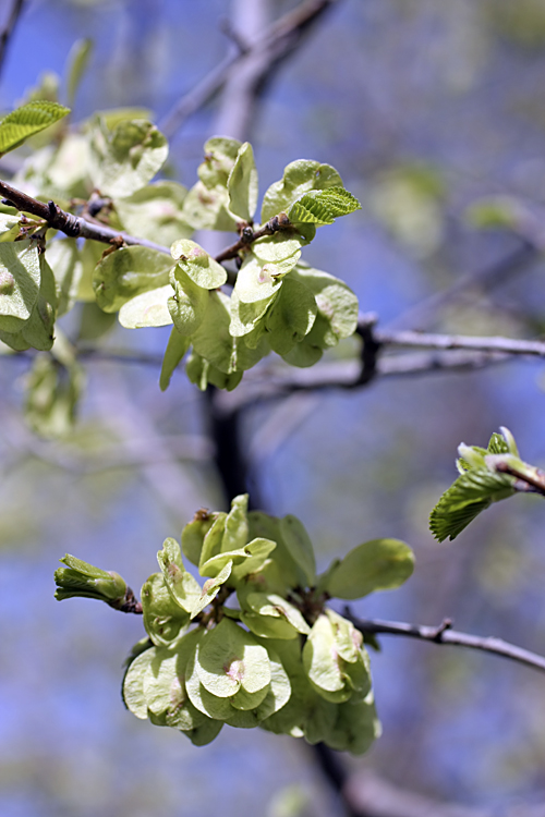 Image of Ulmus pumila specimen.