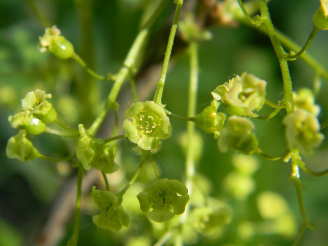 Изображение особи Ribes rubrum.