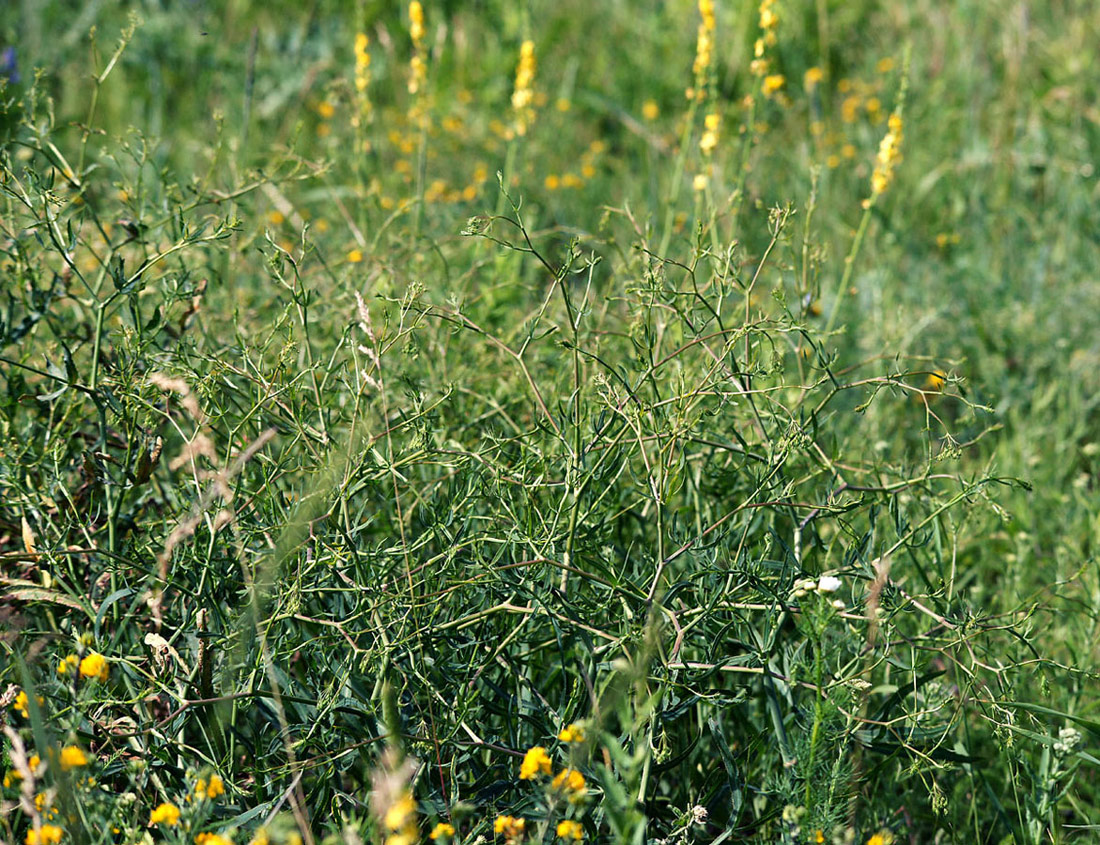 Image of Falcaria vulgaris specimen.