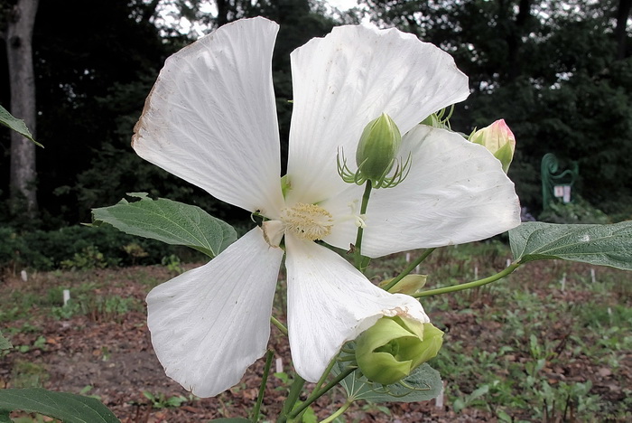 Изображение особи род Hibiscus.