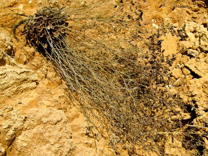 Image of Limonium virgatum specimen.