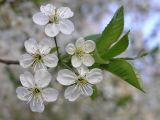 Cerasus vulgaris. Цветки. Санкт-Петербург, Кировский р-н, в уличном озеленении. Май.