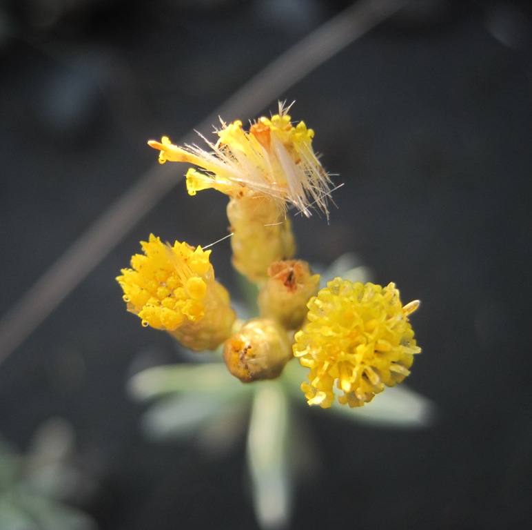 Image of Cladochaeta candidissima specimen.