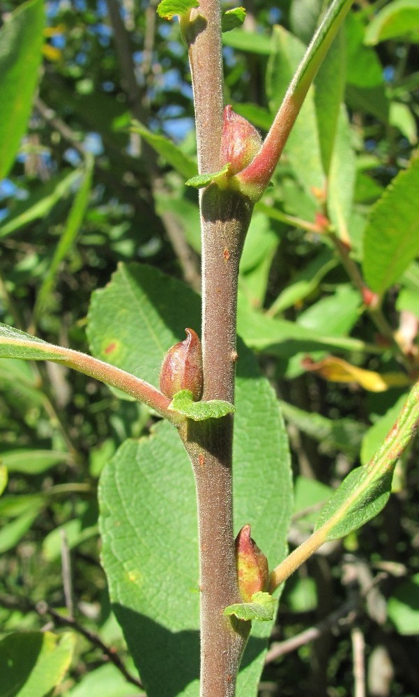 Image of Salix cinerea specimen.