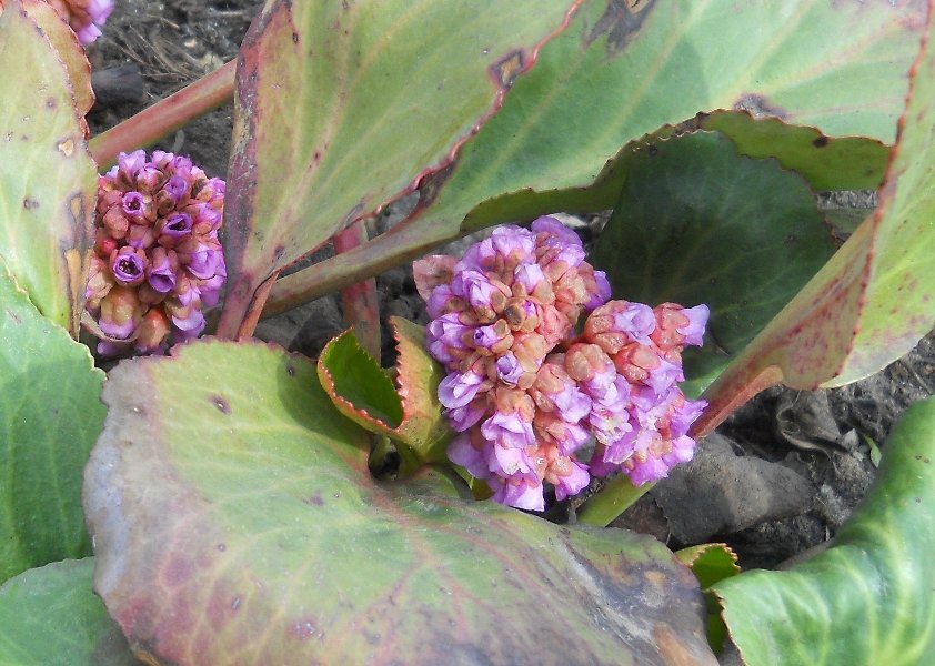 Image of Bergenia crassifolia specimen.