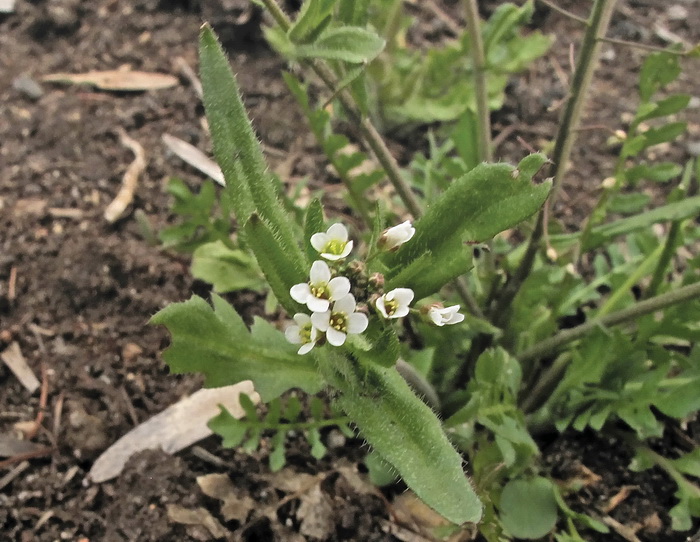 Изображение особи Capsella bursa-pastoris.