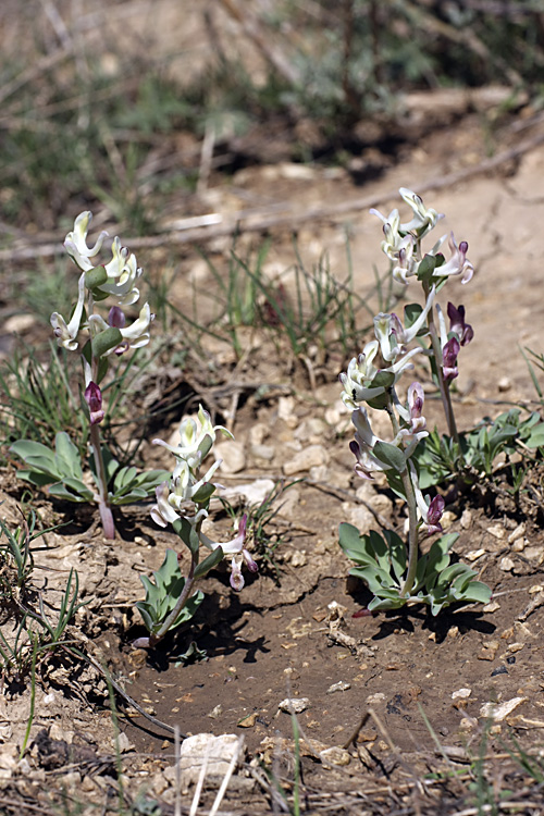 Изображение особи Corydalis ledebouriana.