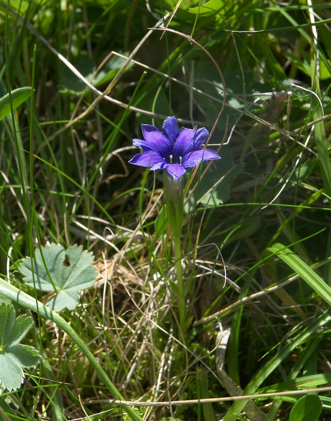 Image of Gentiana dshimilensis specimen.