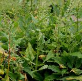Blitum bonus-henricus. Плодоносящее растение. Германия, г. Krefeld, ботанический сад. 31.07.2012.