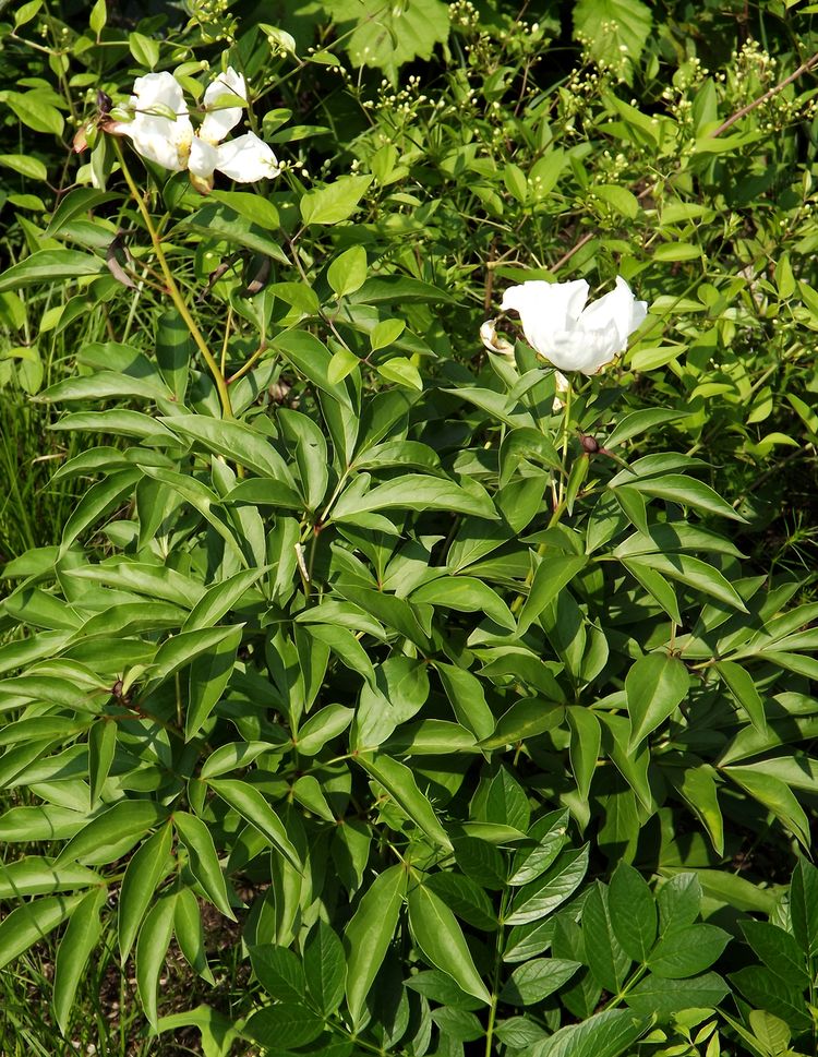 Изображение особи Paeonia lactiflora.